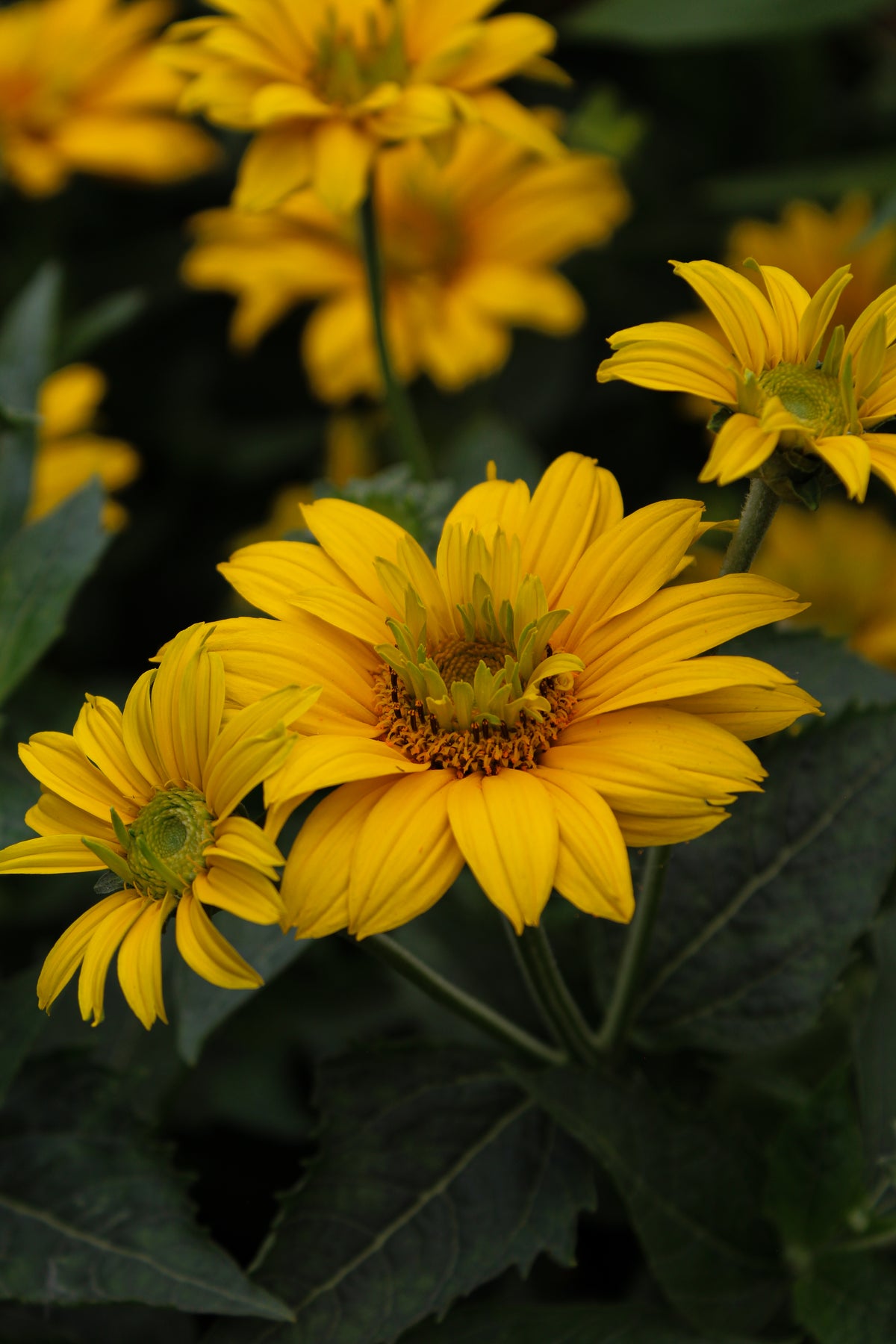 Héliopside ‘Tuscan Gold’ — Heliopsis helianthoides