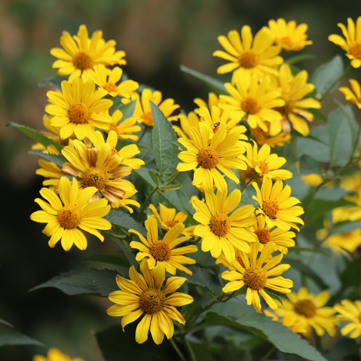 False Sunflower