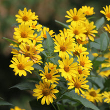 False Sunflower