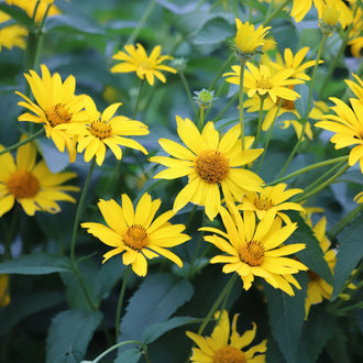 Image officielle de Tournesol 'Oxycèdre', Heliopsis helianthoides, associée au petit sachet de.