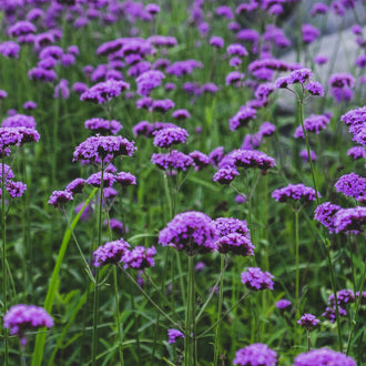 De petits bouquets de fleurs violettes se dressent au bout de longues tiges vertes fines. Les groupes arrondis se répartissent à plusieurs hauteurs, avec de minuscules corolles serrées sur leurs sommets. Quelques feuilles étroites passent entre les tiges. Les groupes du centre sont plus nets, tandis que d’autres deviennent flous derrière cette scène de lignes vertes verticales.