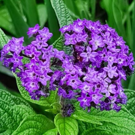 Organic 'Marine' Heliotrope