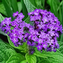 Organic 'Marine' Heliotrope