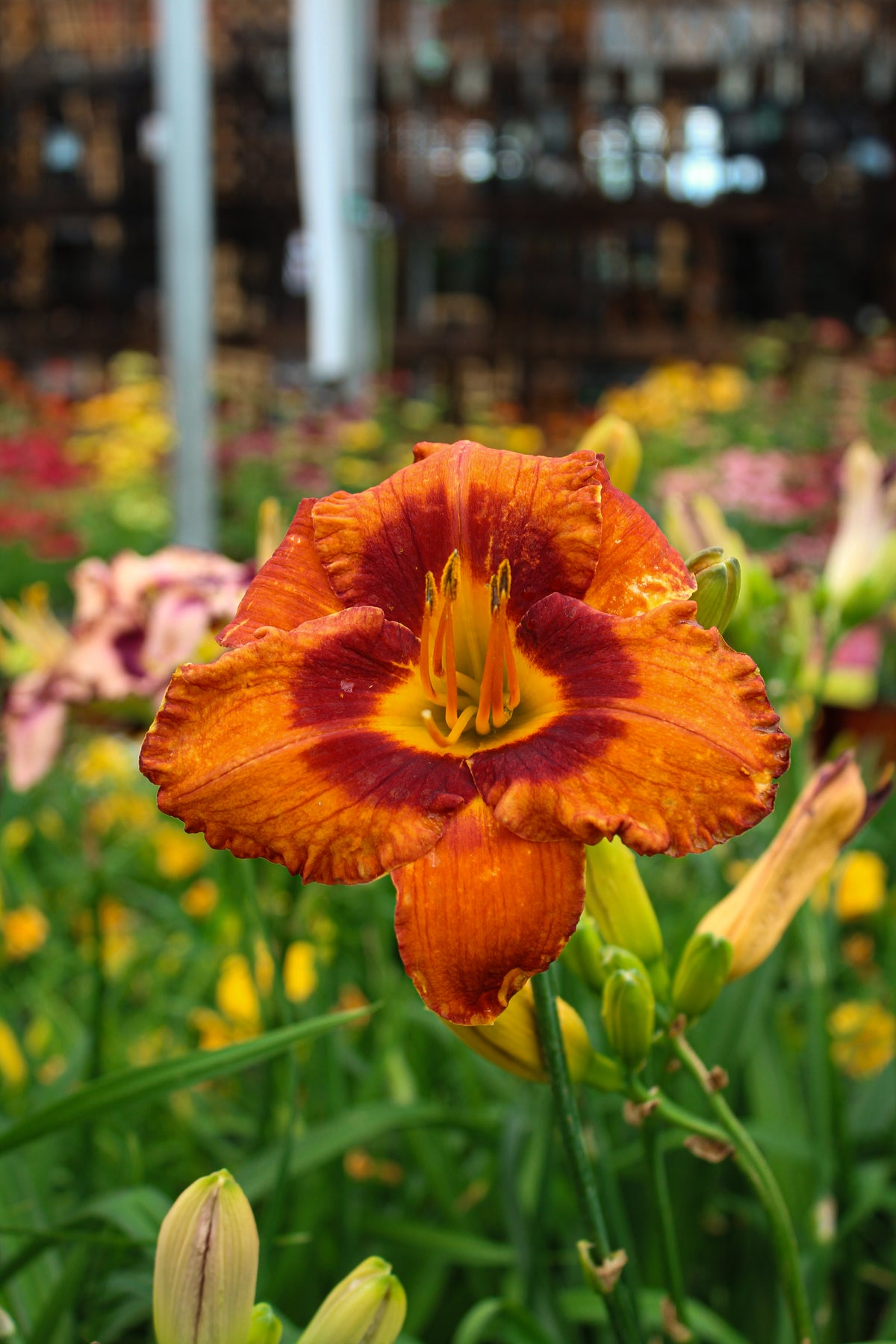 Hémérocalle ‘Mighty Chestnut’ — Hemerocallis