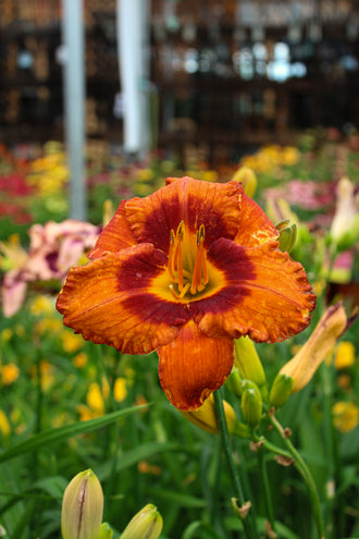Hémérocalle 'Mighty Chestnut'. Les larges pétales courbes entourent le cœur ouvert et ses étamines saillantes. Des tons orange colorent les fleurs, avec des zones vives et ombragées sur les pétales. Un œil rouge foncé entoure les étamines pâles au cœur de la fleur. Les longues feuilles vertes étroites se trouvent près des fleurs et de leurs tiges. La fleur principale est nette sur le fond flou, où les couleurs se mêlent.