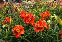 Hemerocallis 'Moses Fire'