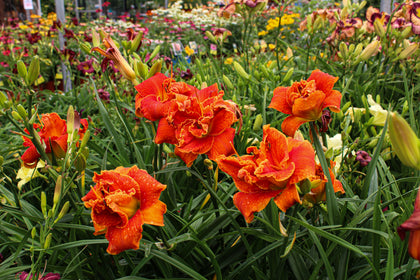 Hemerocallis 'Moses Fire'