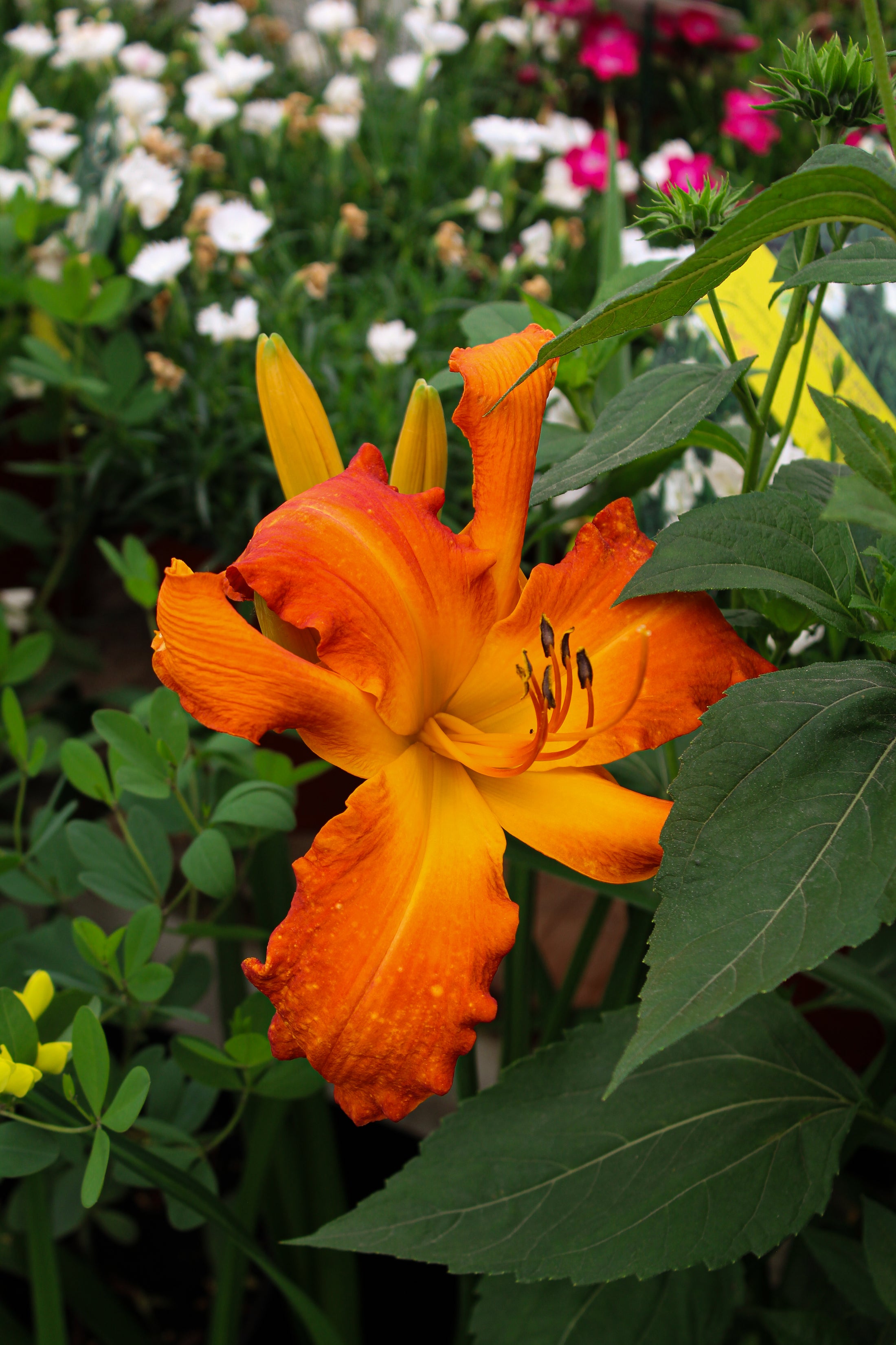 Hemerocallis 'Rainbow Rhythm Primal Scream'