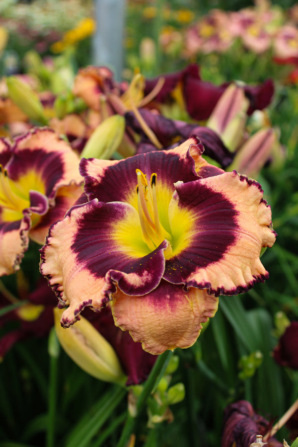 Hemerocallis 'Rock Solid'