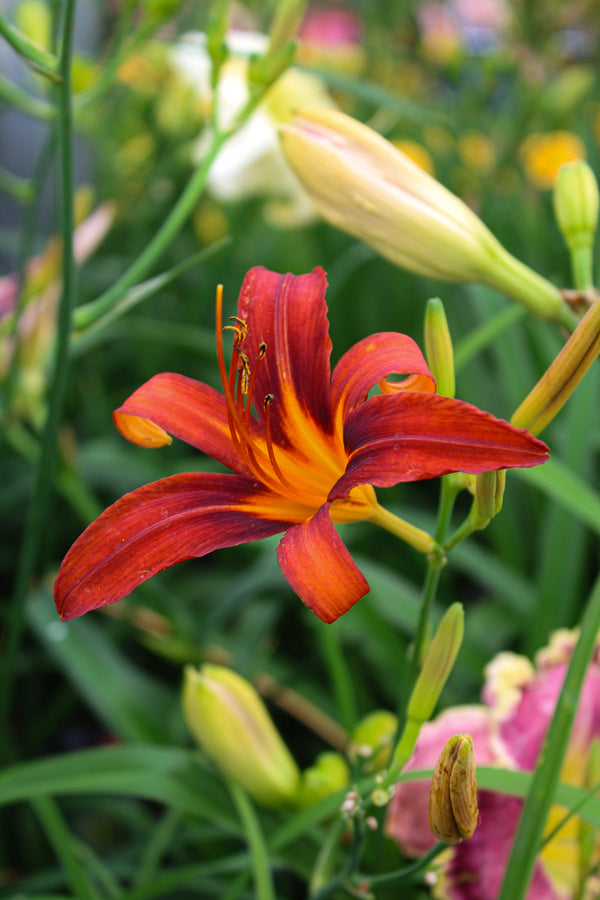 Hemerocallis 'Sammy Russell'
