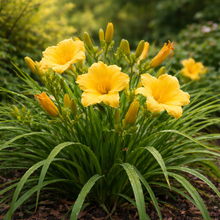 Bouquet dense d’hémérocalles jaunes en extérieur, avec plusieurs fleurs ouvertes et boutons à différents stades, feuilles longues et arquées couvertes de fines gouttes d’eau, disposées en touffe naturelle au premier plan, sur fond de végétation de jardin légèrement flou avec lumière douce et chaude.