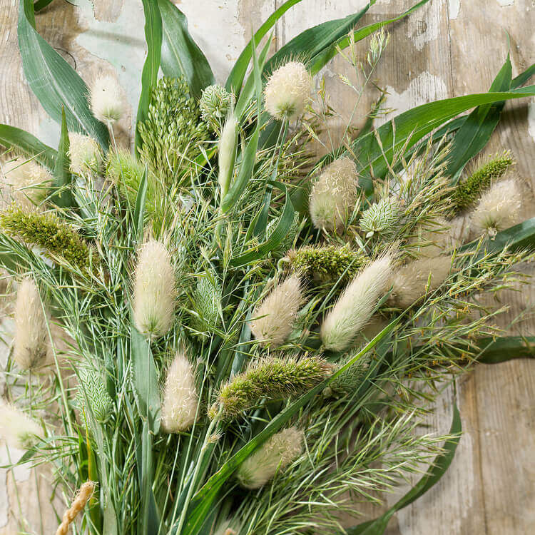 Herbe ornementale 'Mélange annuelle'