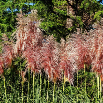 Des plumes rose brun se dressent sur de longues tiges vertes fines. Leurs nombreux filaments s’écartent et se croisent, formant des volumes ramifiés aux contours irréguliers. Des feuilles vertes étroites apparaissent dans le bas du cadrage. Derrière les plumes, le fond présente un tronc brun, des branches sombres et une masse de feuillage vert.