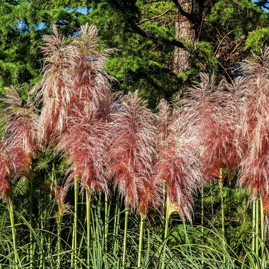 Herbe ornementale 'Pampas Plume Pink'