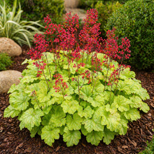 Heuchera 'City Tokyo'