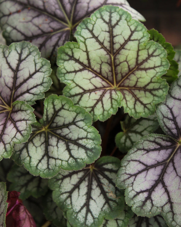 Heuchera 'Green Spice'