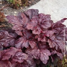 Heuchera 'Red Dragon'