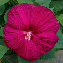 Hibiscus Luna™ Red F1
