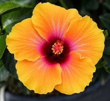 Hollywood hibiscus