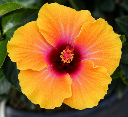 Hibiscus hollywood