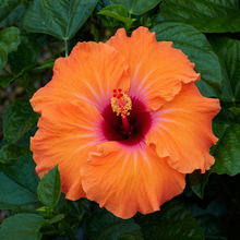 Hollywood hibiscus
