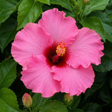 Hollywood hibiscus