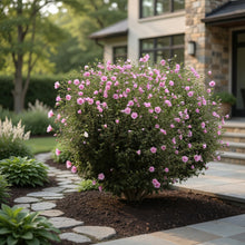 Arbuste Hibiscus syriacus ‘Aphrodite’ en floraison rose, planté dans une plate-bande devant une maison avec aménagement paysager.