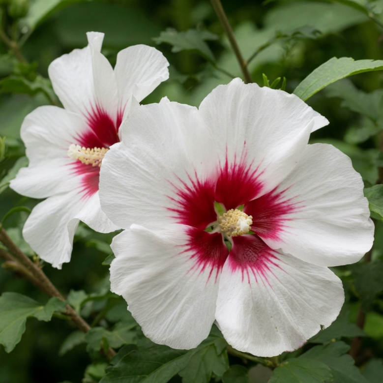 Hibiscus syriacus 'Red Heart'