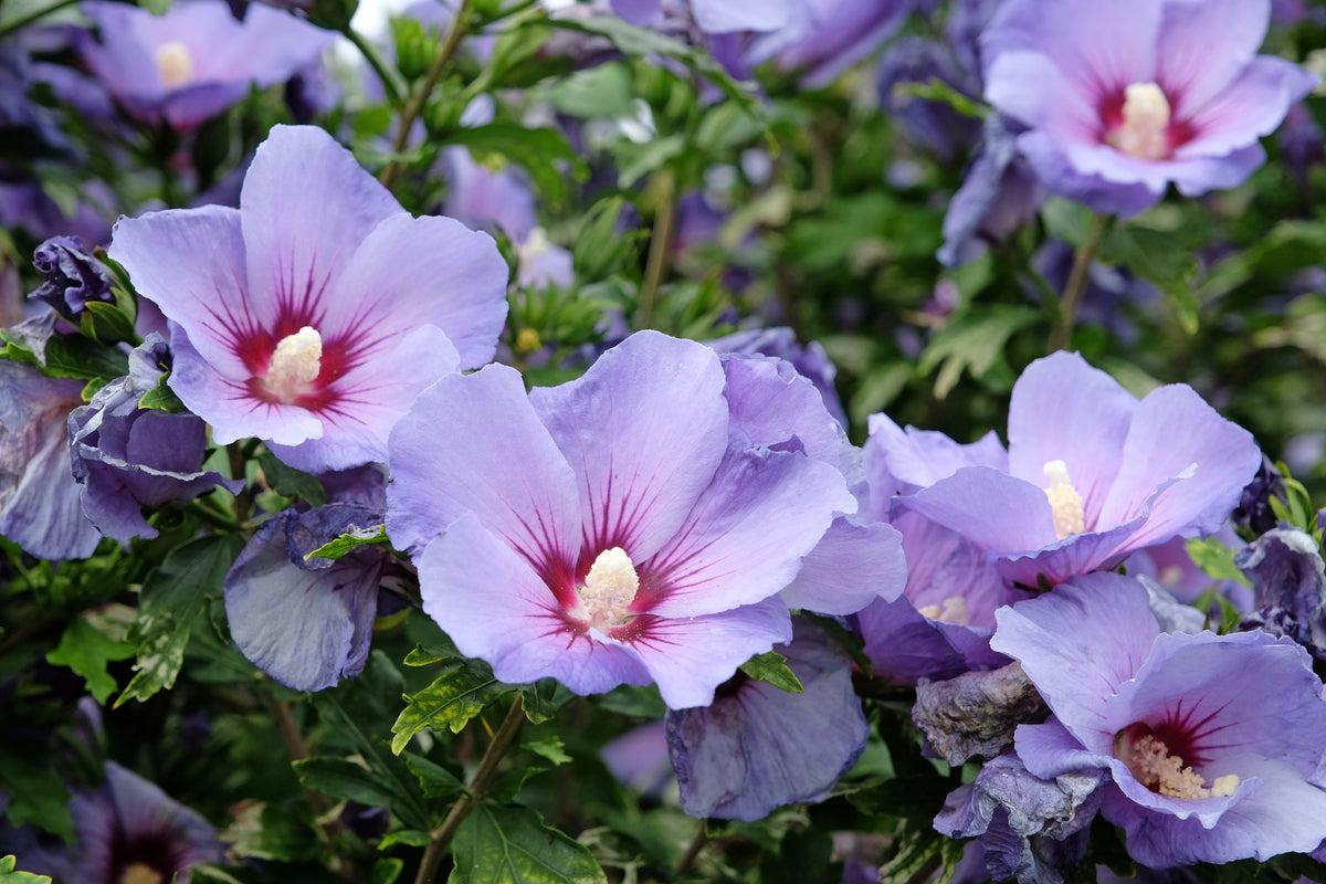 Hibiscus vivaces en fleurs aux grandes corolles colorées