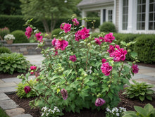 Hibiscus syriacus à fleurs doubles roses French Cabaret Red