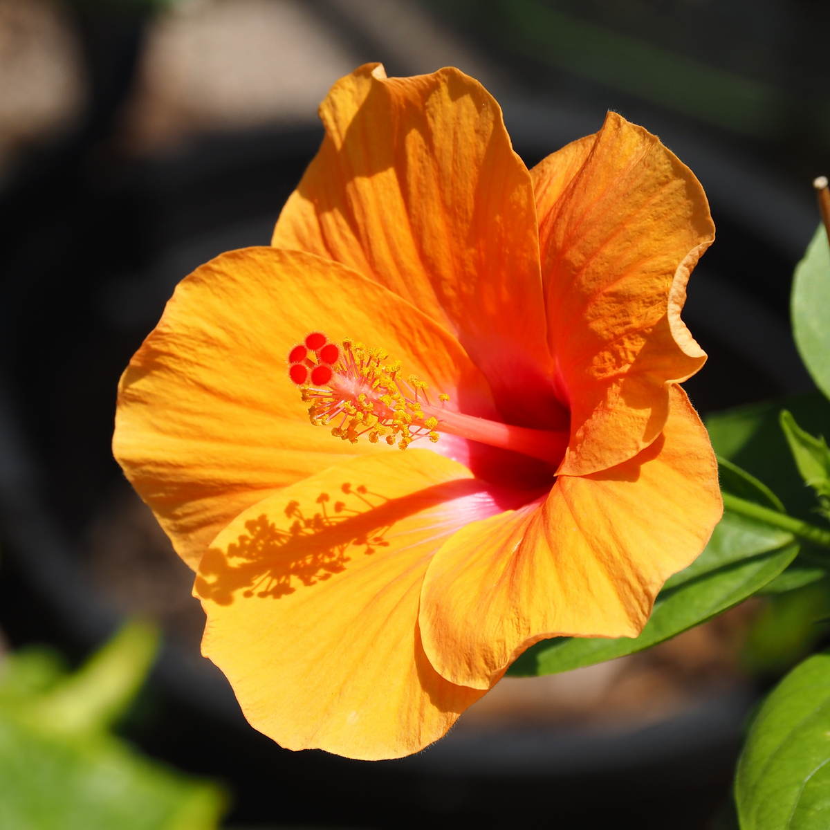Hibiscus bush
