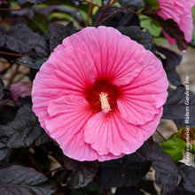 Hibiscus 'Summerific Edge of Night'