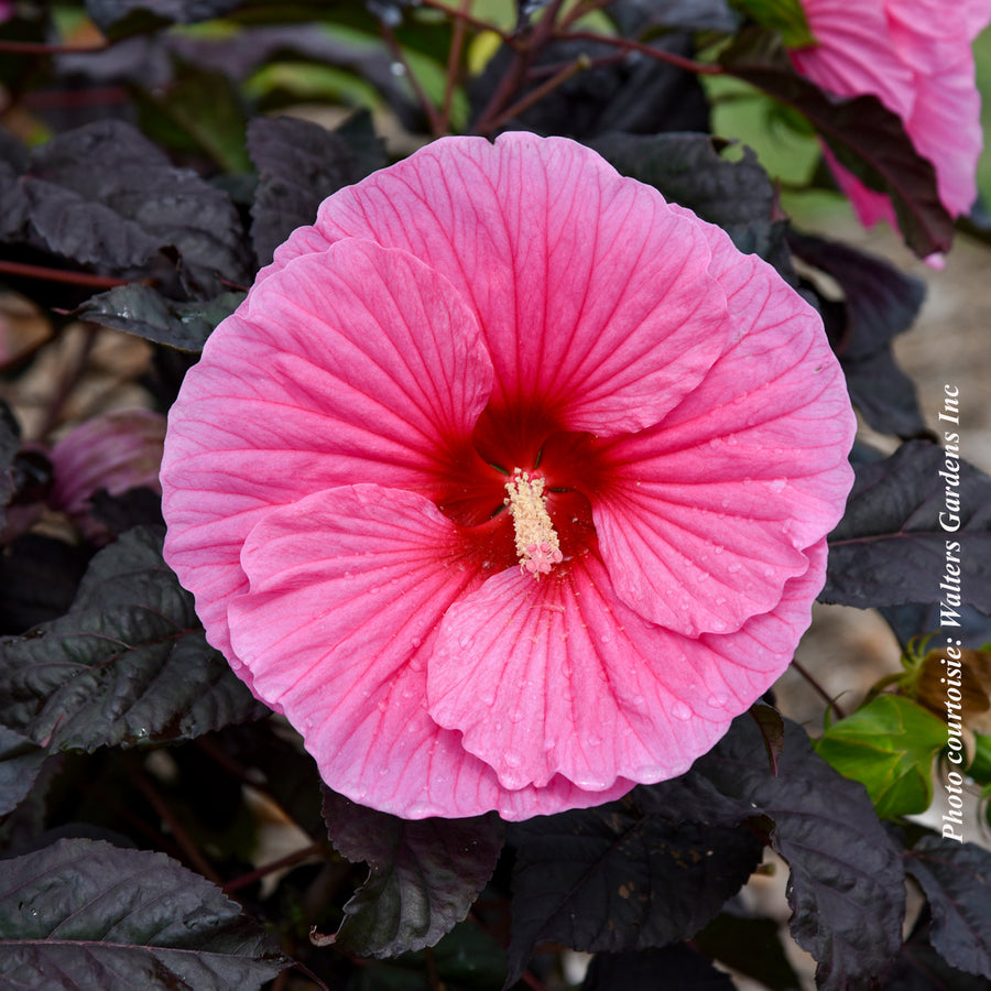 Hibiscus 'Summerific Edge of Night'