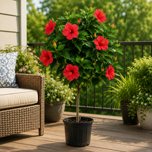 Hibiscus sur tige