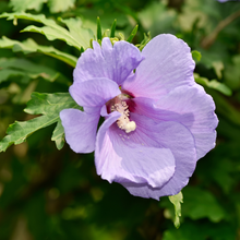 Hibiscus syriacus 'Azurri Blue Satin'®