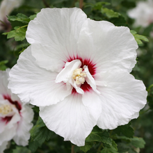 Hibiscus syriacus 'Bali'