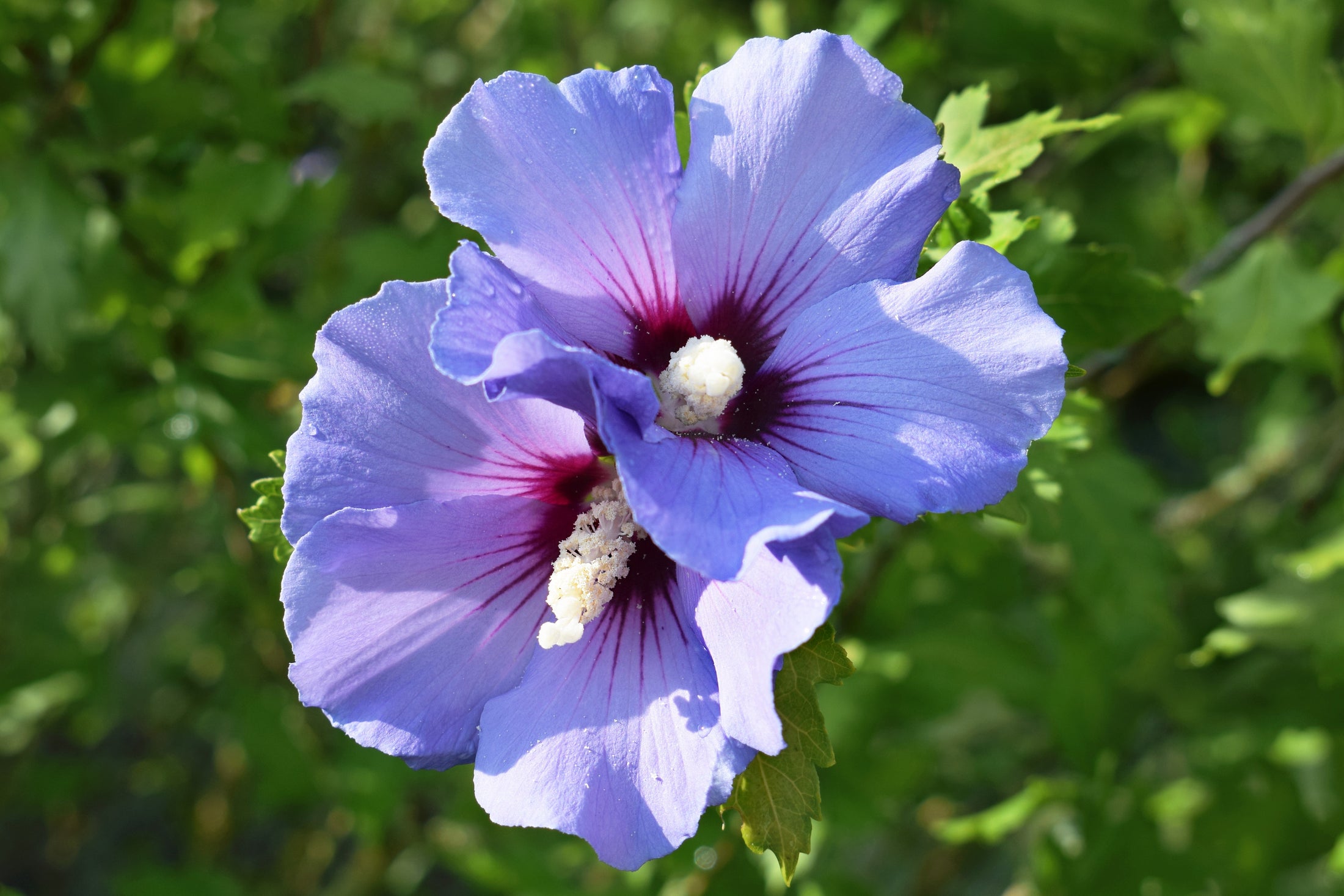 Hibiscus syriacus 'Blue Bird'