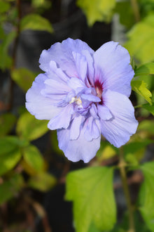 Hibiscus syriacus 'Blue Chiffon'®