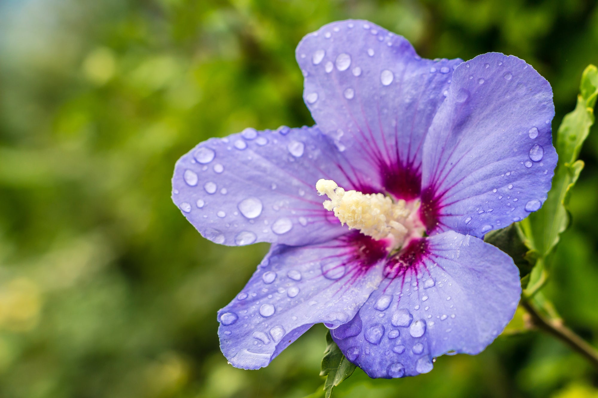 Hibiscus syriacus 'Blue Satin'®