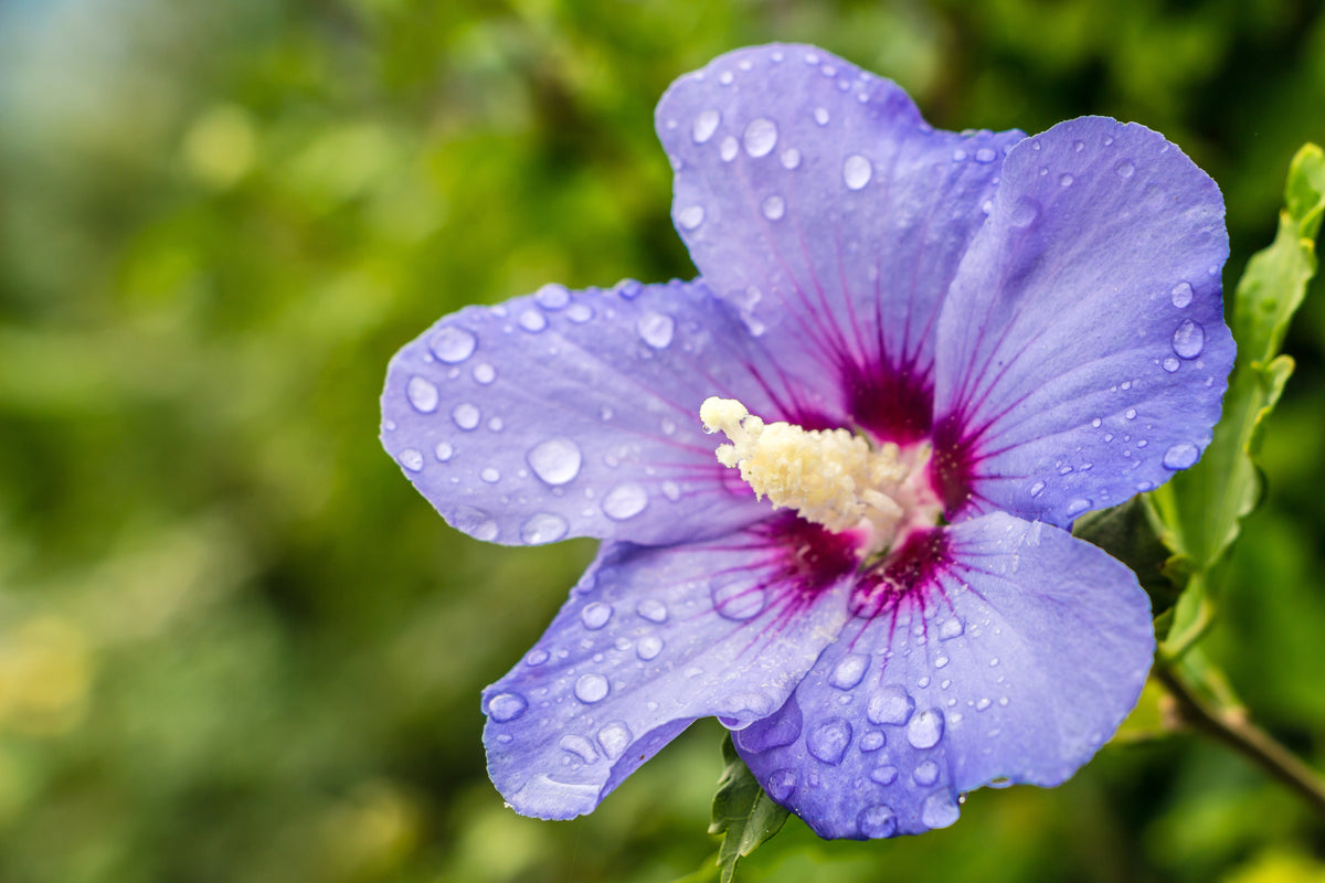Hibiscus syriacus 'Blue Satin'®