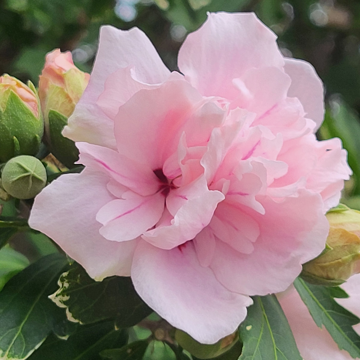 Hibiscus syriacus 'Blushing Bride'