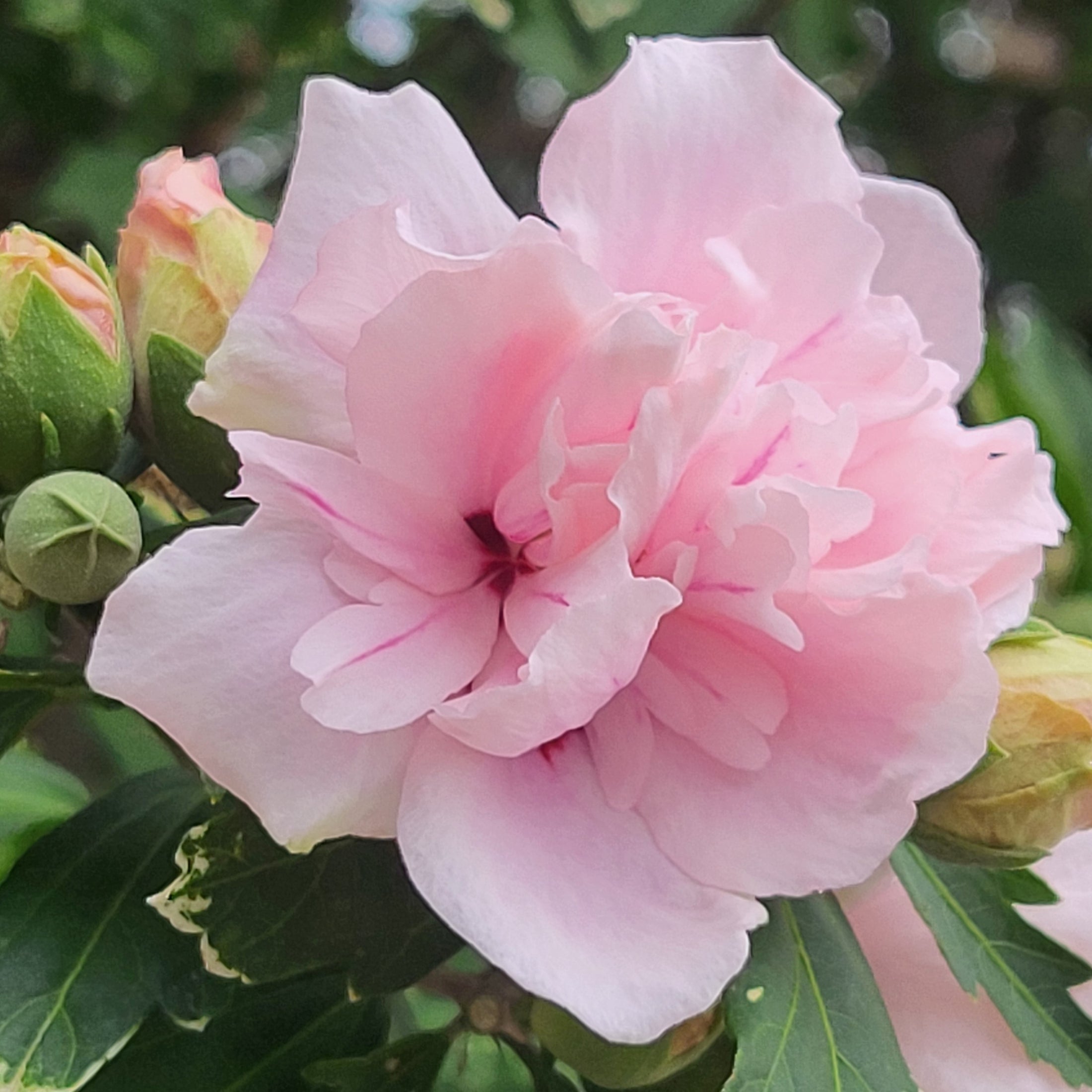 Hibiscus syriacus 'Blushing Bride'
