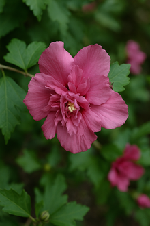 Hibiscus syriacus 'Boule de Feu'