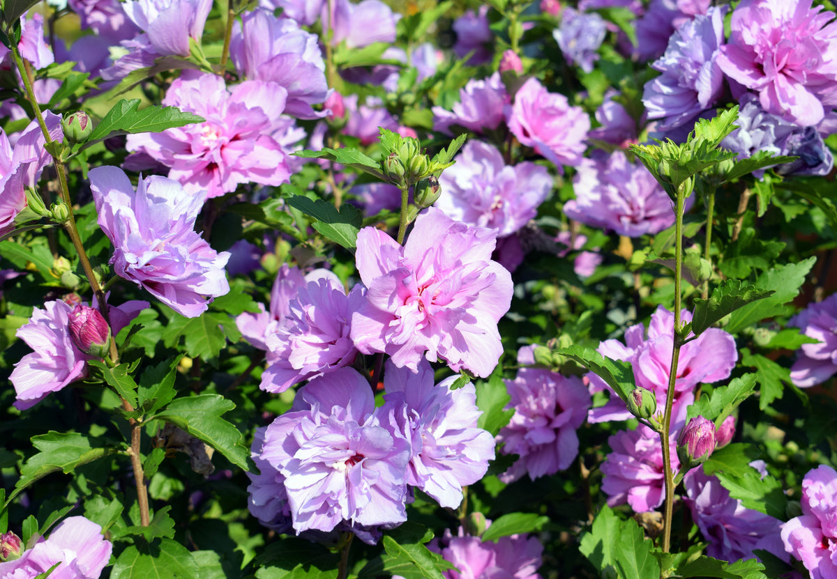 Hibiscus syriacus 'Carpa Show Time'