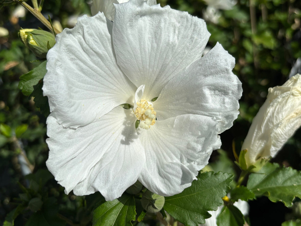 Hibiscus syriacus 'Diana'