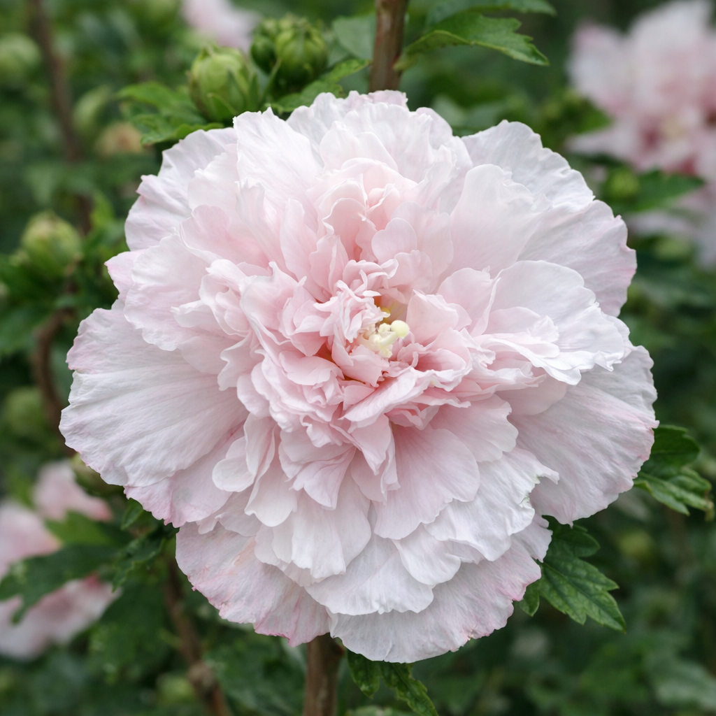Hibiscus syriacus 'French Cabaret Blush'