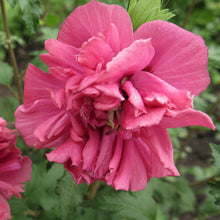 Hibiscus syriacus 'French Cabaret Red'