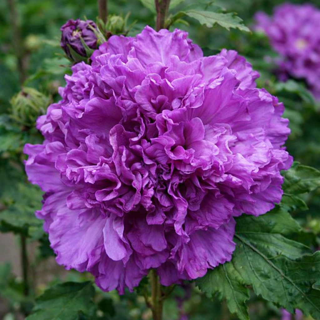Hibiscus syriacus 'French Cabaret Purple'