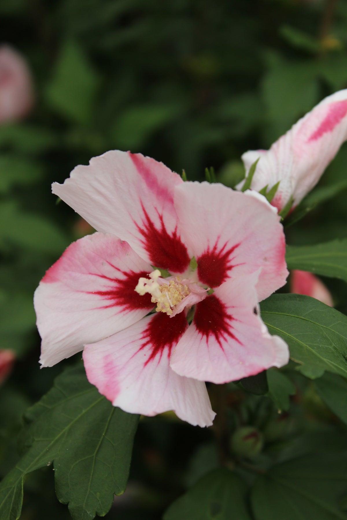 Hibiscus syriacus 'Hamabo'