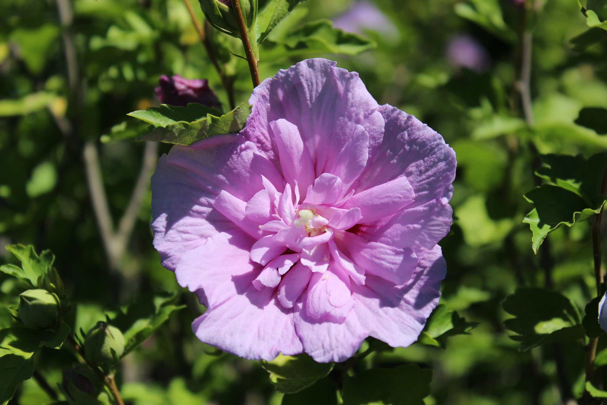 Hibiscus syriacus 'Lavender Chiffon'®